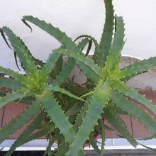 Una foto de Aloe arborescens