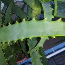 Una foto de Aloe arborescens