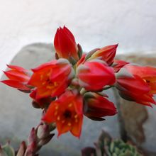 Foto de un cactus que se está identificando actualmente