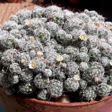 A photo of Mammillaria gracilis