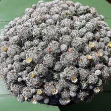 A photo of Mammillaria gracilis