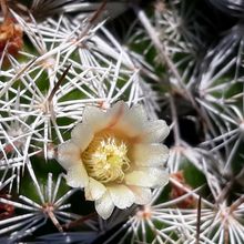 A photo of Mammillaria gracilis