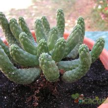 A photo of Euphorbia inermis