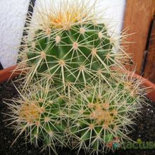 Una foto de Echinocactus grusonii