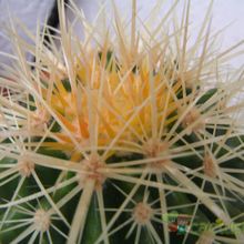 Una foto de Echinocactus grusonii