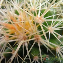 Una foto de Echinocactus grusonii