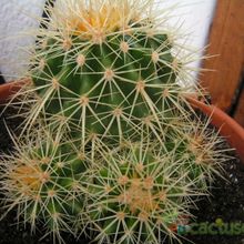 Una foto de Echinocactus grusonii