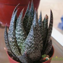 Una foto de Aloe aristata