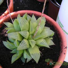 A photo of Haworthia mutica