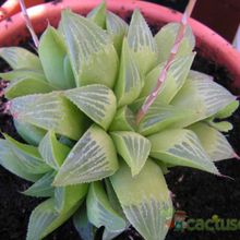 A photo of Haworthia mutica