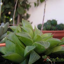 A photo of Haworthia mutica