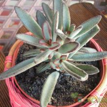 A photo of Kalanchoe tomentosa cv. chocolate soldier