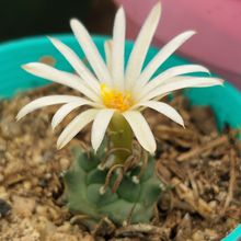 Photo of a cactus currently being identified