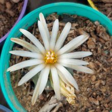 Photo of a cactus currently being identified