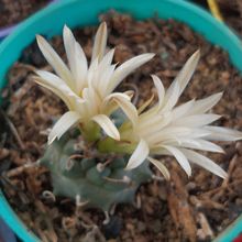 Photo of a cactus currently being identified
