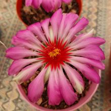 A photo of Thelocactus bicolor ssp. bicolor