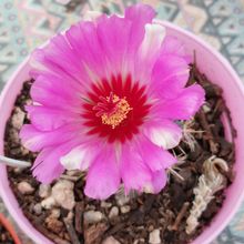 A photo of Thelocactus bicolor ssp. bicolor