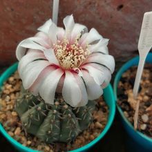 Gymnocalycium quehlianum