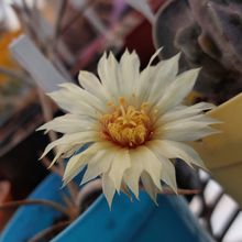 Foto de un cactus que se está identificando actualmente