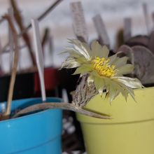 Foto de un cactus que se está identificando actualmente