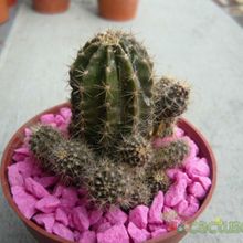 Una foto de Echinopsis boyuibensis
