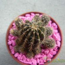 Una foto de Echinopsis boyuibensis