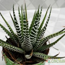 A photo of Haworthia attenuata