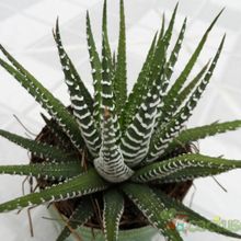 A photo of Haworthia attenuata