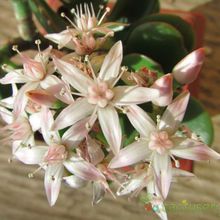 Una foto de Crassula ovata