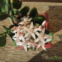 Una foto de Crassula ovata