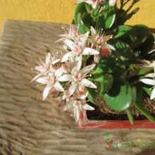 Una foto de Crassula ovata