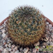 A photo of Mammillaria discolor