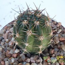 Una foto de Echinopsis crassicaulis