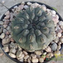 A photo of Gymnocalycium uebelmannianum