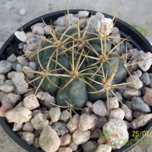 Una foto de Gymnocalycium neuhuberi