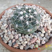 Una foto de Gymnocalycium capillense