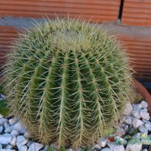 Una foto de Echinocactus grusonii