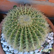 Una foto de Echinocactus grusonii