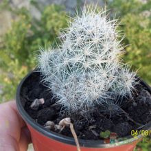 Una foto de Escobaria zilziana