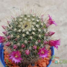 A photo of Mammillaria spinosissima ssp. tepoxtlana