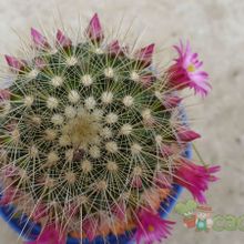 A photo of Mammillaria spinosissima ssp. tepoxtlana