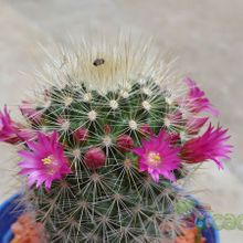 A photo of Mammillaria spinosissima ssp. tepoxtlana