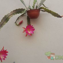 A photo of Epiphyllum cv. pegasus