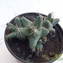 A photo of Coryphantha macromeris subsp. runyonii