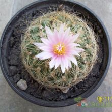 Una foto de Turbinicarpus saueri ssp. knuthianus