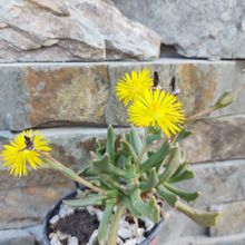 Una foto de Rhombophyllum dolabriforme