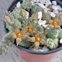 Una foto de Piaranthus geminatus var. foetidus
