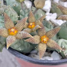 Una foto de Piaranthus geminatus var. foetidus
