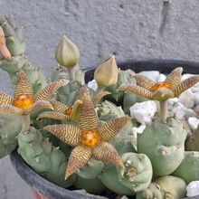 Una foto de Piaranthus geminatus var. foetidus