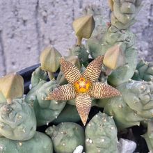 Una foto de Piaranthus geminatus var. foetidus